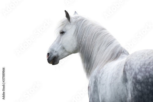 Fototapeta White horse portrait with long mane on white background