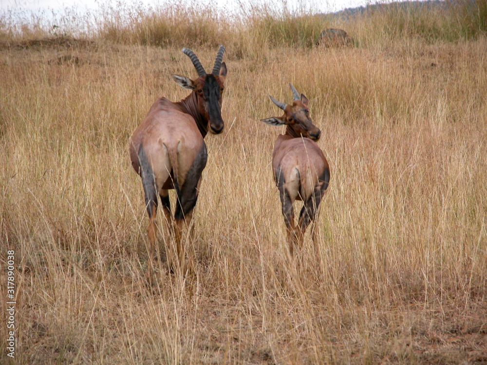 antelopes on savannah antelopes on savannah