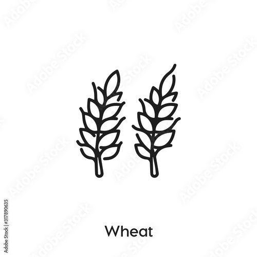 wheat icon vector. grain icon vector symbol illustration. Modern simple vector icon for your design. wheat and grain icon vector. 