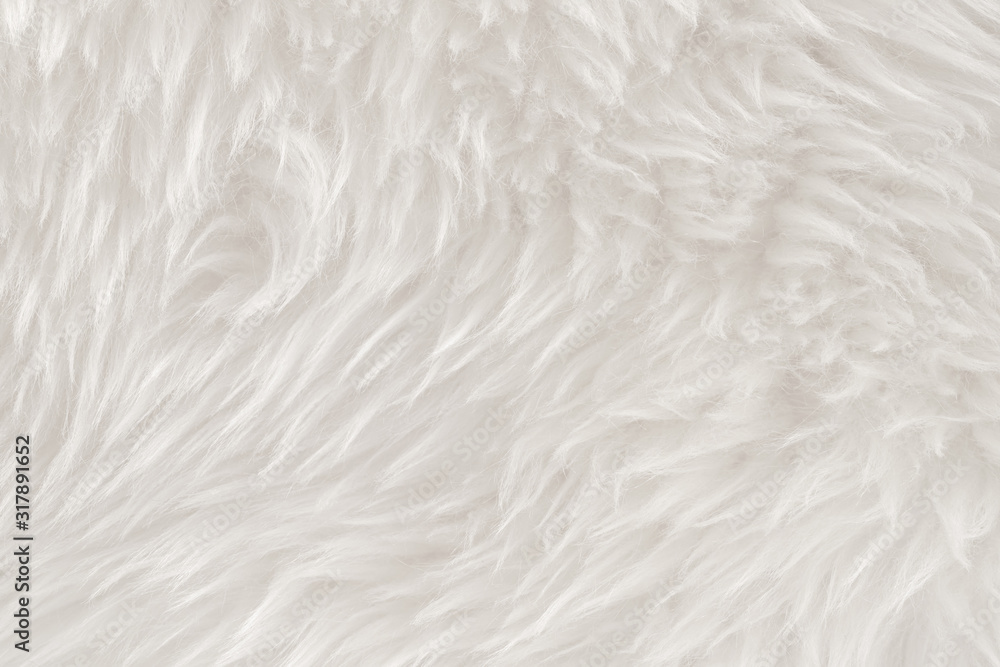 White real wool with beige top texture background. light cream natural sheep wool. seamless plush cotton, texture of fluffy fur for designers White real wool with beige top texture background. light cream natural sheep wool. seamless plush cotton, texture of fluffy fur for designers