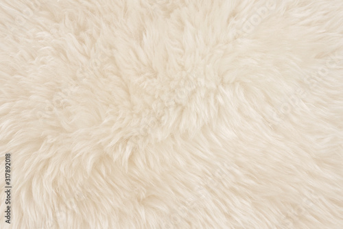 White real wool with beige top texture background. light cream natural sheep wool.  seamless plush cotton  texture of fluffy fur for designers