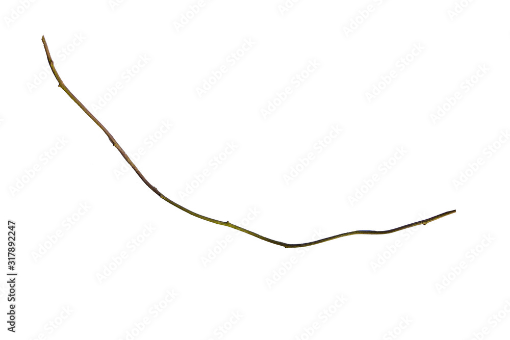wood root. Huge vines liana plant jungle tree branches isolated on white background, clipping path included wood root. Huge vines liana plant jungle tree branches isolated on white background, clipping path included
