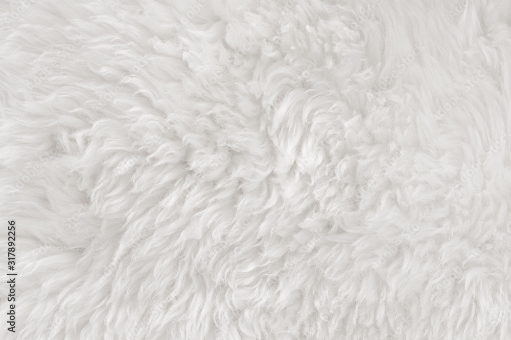 White Real Wool with Beige Top Texture Background. Light Cream