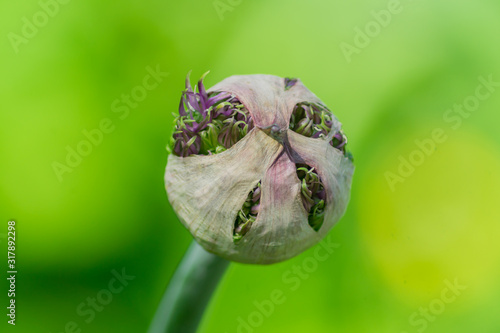 bud of allium flower or decorative garlig on green background photo