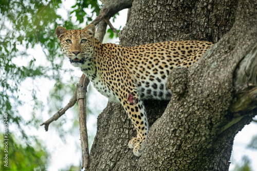 A leopard female and her male cub around a kill. Showing off their athletic nature jumping around and out of trees. 