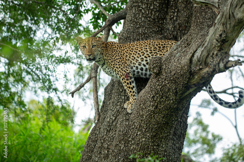 A leopard female and her male cub around a kill. Showing off their athletic nature jumping around and out of trees. 