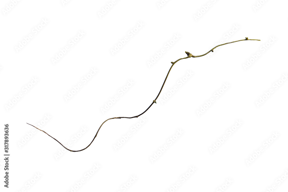 wood root. Huge vines liana plant jungle tree branches isolated on white background, clipping path included wood root. Huge vines liana plant jungle tree branches isolated on white background, clipping path included