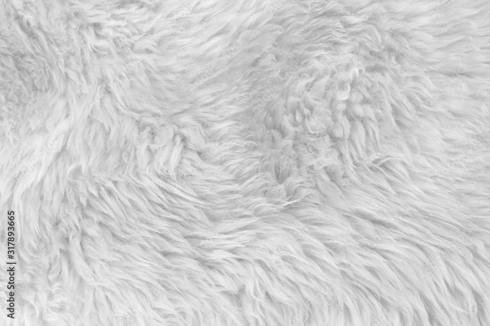 White real wool with beige top texture background. light cream natural sheep wool.  seamless plush cotton, texture of fluffy fur for designers - obrazy, fototapety, plakaty 