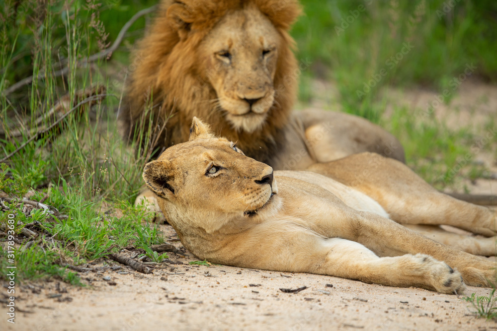 A honeymoon of lions. The female is not enjoying the constant attention from the male. A honeymoon of lions. The female is not enjoying the constant attention from the male.