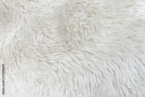 White Real Wool with Beige Top Texture Background. Light Cream