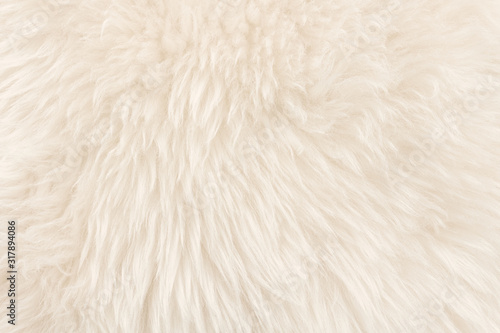 White real wool with beige top texture background. light cream natural sheep wool. seamless plush cotton, texture of fluffy fur for designers