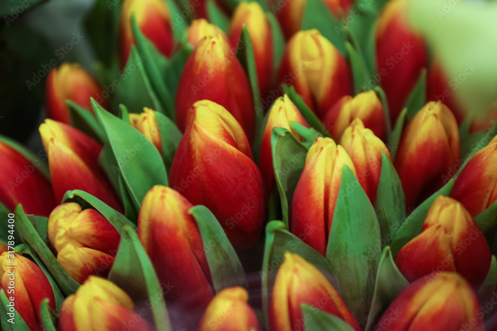 Fototapeta premium Fresh bouquet of beautiful tulip flowers, closeup