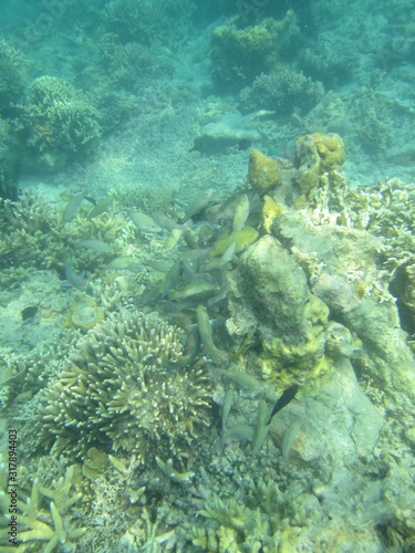 Coral reef in the center of Indonesia © misan