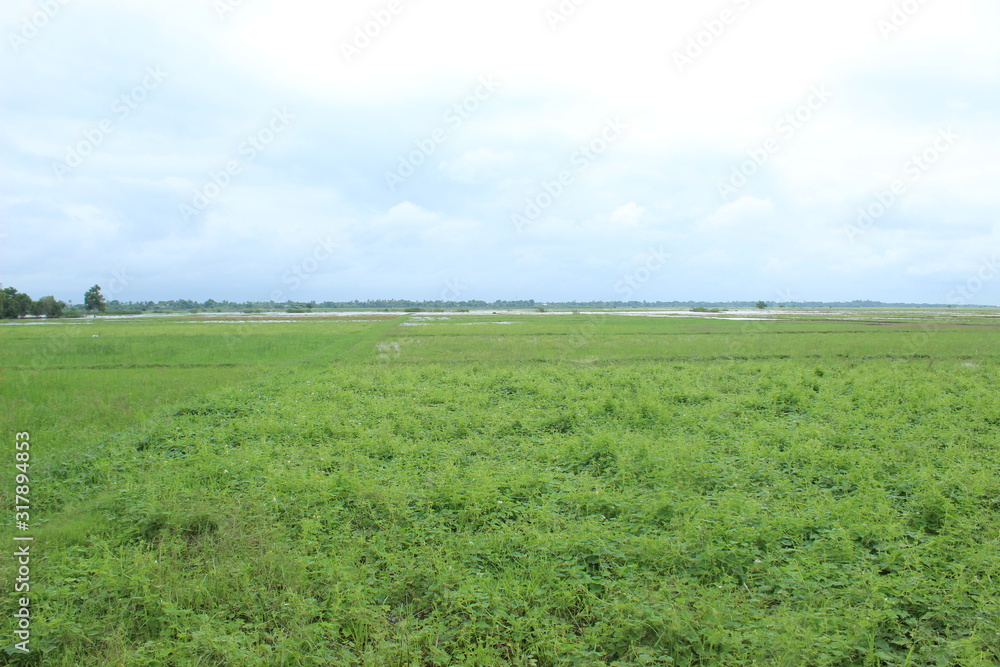 Expanse of green grass in the rainy season in the fields