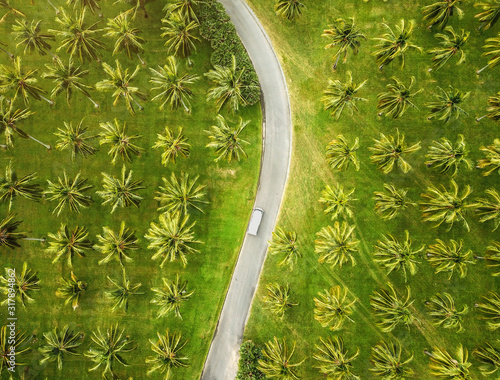 Fotografija Aerial view of a coconut plantation, Cairns, Australia