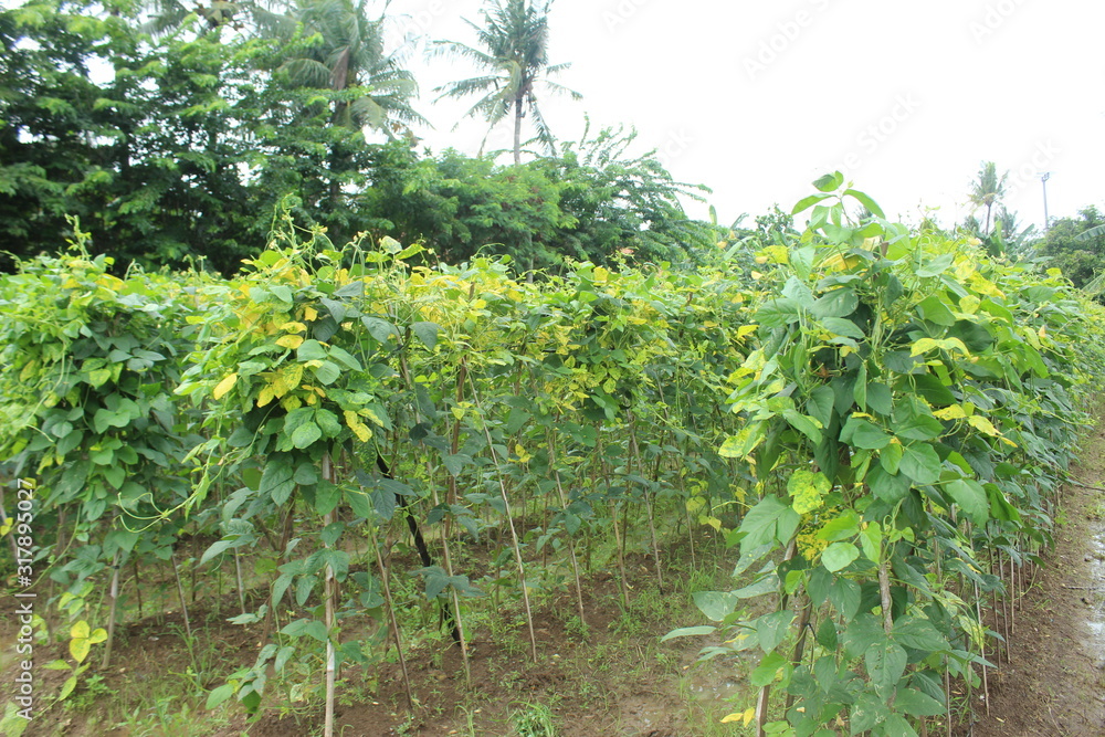 Long bean fields in the rainy season in Indonesia