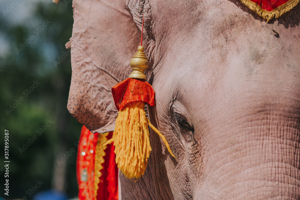 Details of elephant on chains. Elephant exploited for work and tourism