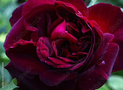 Detailansicht einer dunkel pink farbenen Rosenblüte mit Tau, oder Regentropfen auf den Blütenblättern