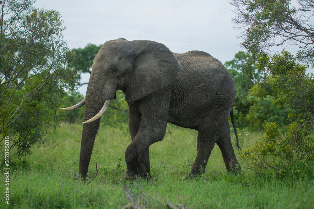 An elephant bull with lovely ivory walking in the open