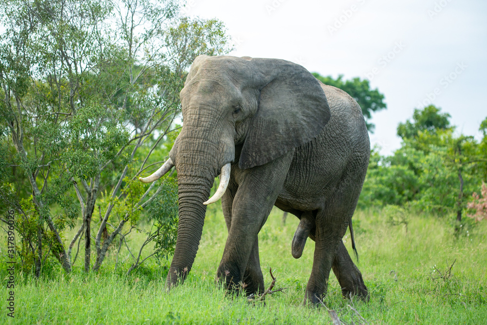 An elephant bull with lovely ivory walking in the open