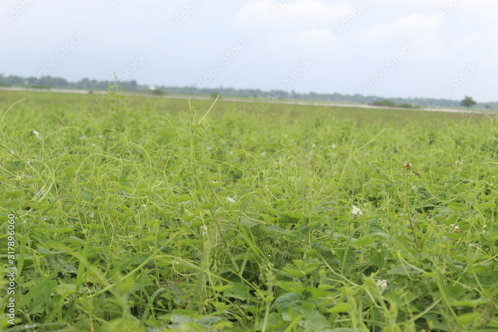 White pumpkin flowers among the green grass White pumpkin flowers among the green grass