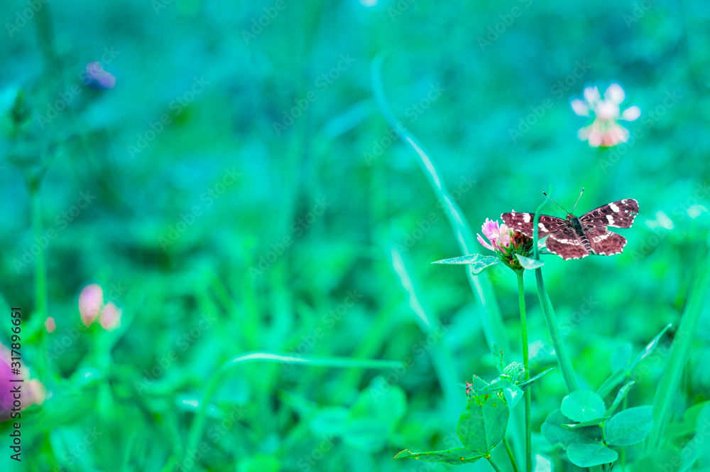Beautiful floral spring abstract background of nature. Spring floral scene with grass, flowers and butterfly. Floral template with soft focus on blue mint background. Spring background Beautiful floral spring abstract background of nature. Spring floral scene with grass, flowers and butterfly. Floral template with soft focus on blue mint background. Spring background