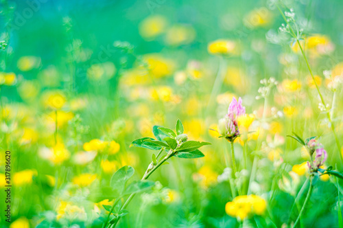 Beautiful floral spring abstract background of nature. Spring flowering meadow with soft focus on gentle light green mint background. Spring holidays greeting card
