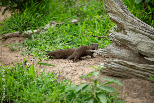 A group of dwarf mongoose playing around a log they use as their home. 