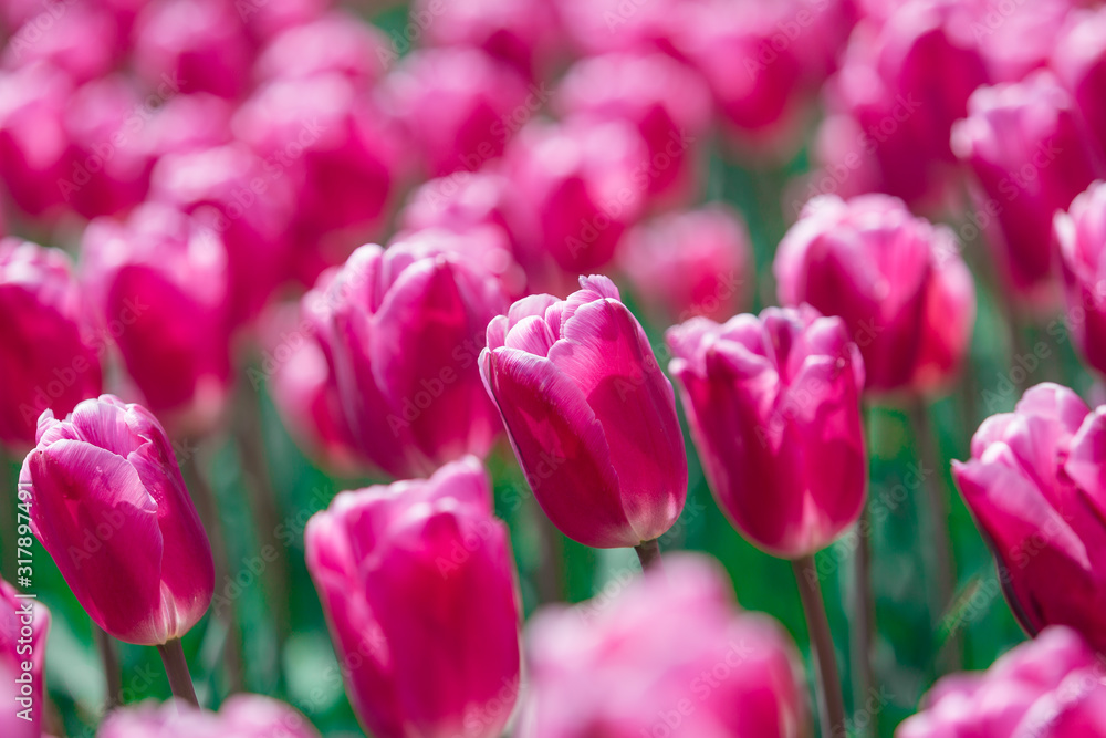 Fototapeta premium Beautiful Tulips