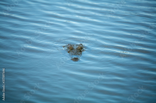 Crocodile in the water approaching the camera. 