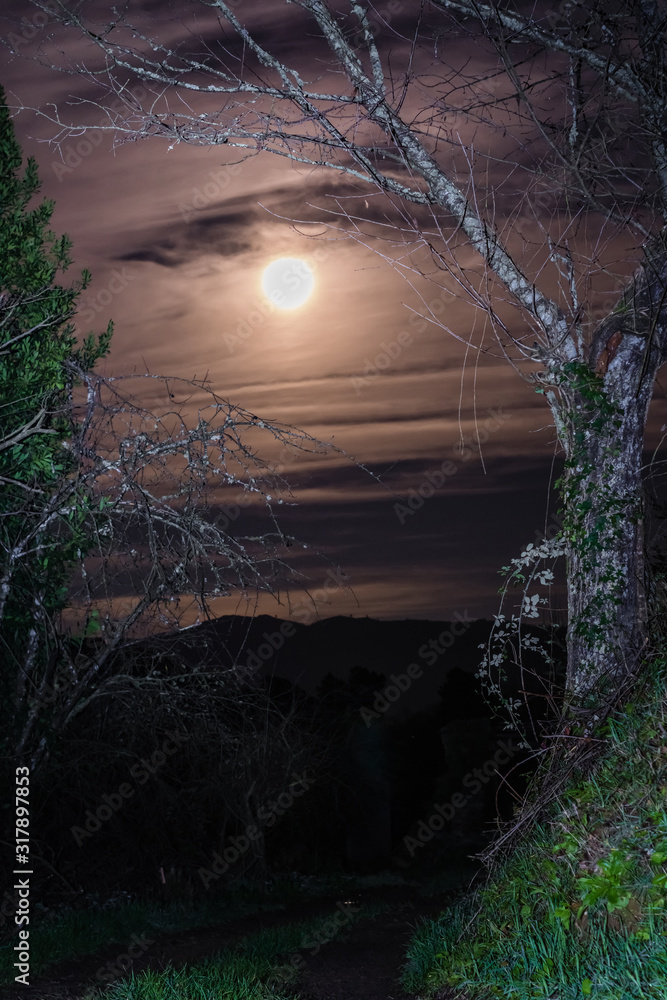 Fototapeta premium camino nocturno con luna en el fondo