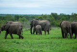 A breeding herd of elephant out in the open feeding in a clearing of short grass. 