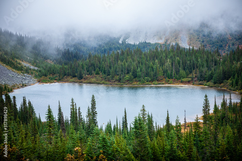 Fototapeta Naklejka Na Ścianę i Meble -  Pine woods with stone river in Mount Rainier.