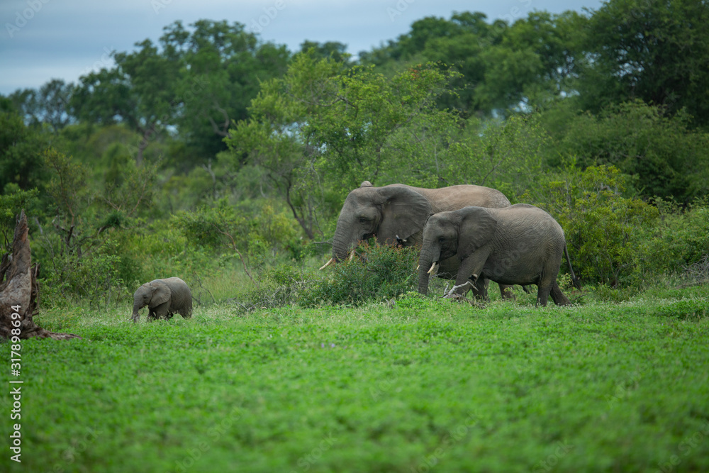 A breeding herd of elephant out in the open feeding in a clearing of short grass. A breeding herd of elephant out in the open feeding in a clearing of short grass.