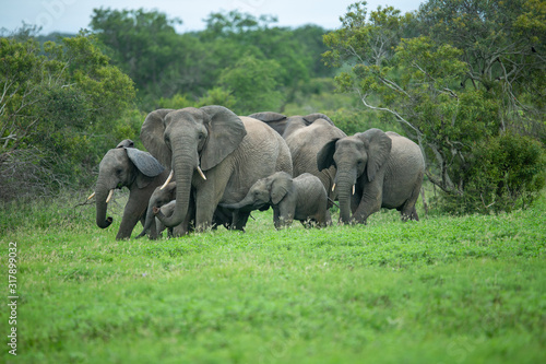 A breeding herd of elephant out in the open feeding in a clearing of short grass. 