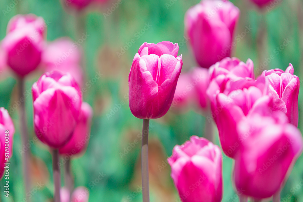 Beautiful Tulips