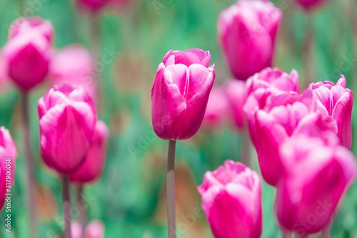 Beautiful Tulips © xmen2014