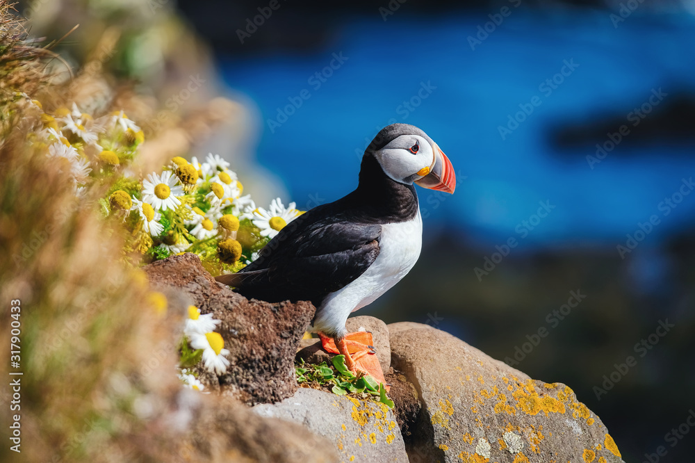 Obraz premium Puffin in the Iceland. Seabirds on sheer cliffs. Birds on the Westfjord in the Iceland. Composition with wild animals. Bird - image