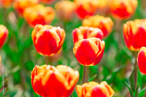 Fototapeta Naklejka Na Ścianę i Meble -  Beautiful Tulips