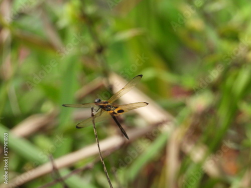 dragonfly on leaf © Mohd