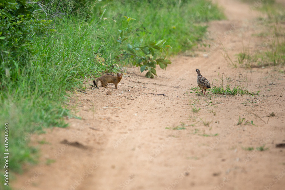 A slender mongoose stalking some crested francolins with their youngsters A slender mongoose stalking some crested francolins with their youngsters