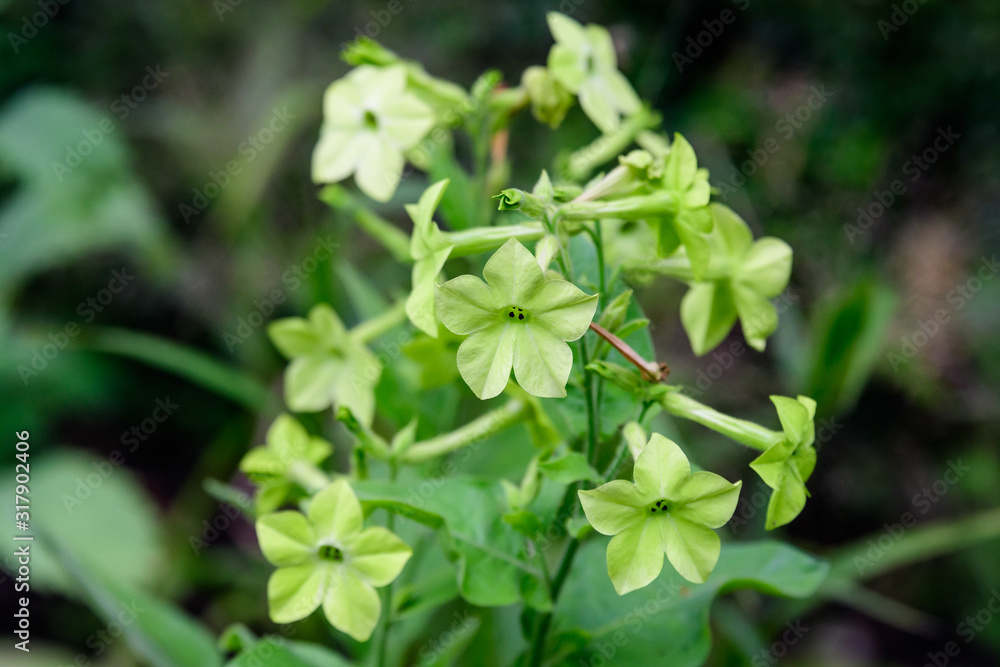 Many delicate white flowers of Nicotiana alata plant, commonly known as jasmine tobacco, sweet tobacco, winged tobacco, tanbaku or Persian tobacco, in a garden in a sunny summer day Many delicate white flowers of Nicotiana alata plant, commonly known as jasmine tobacco, sweet tobacco, winged tobacco, tanbaku or Persian tobacco, in a garden in a sunny summer day
