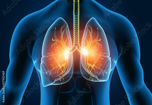Human lungs anatomy on science background. 3d illustration. photo