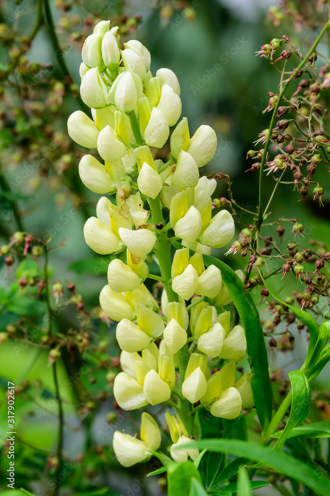 Close up of light yellow flowers of Lupinus, commonly known as lupin or lupine, in full bloom and green grass in a sunny spring garden, beautiful outdoor floral background photographed with soft focus Close up of light yellow flowers of Lupinus, commonly known as lupin or lupine, in full bloom and green grass in a sunny spring garden, beautiful outdoor floral background photographed with soft focus