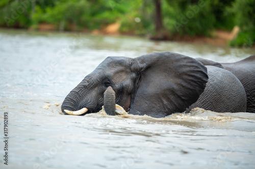 Photography A herd of elephants having a swim early on an overcast afternoon.