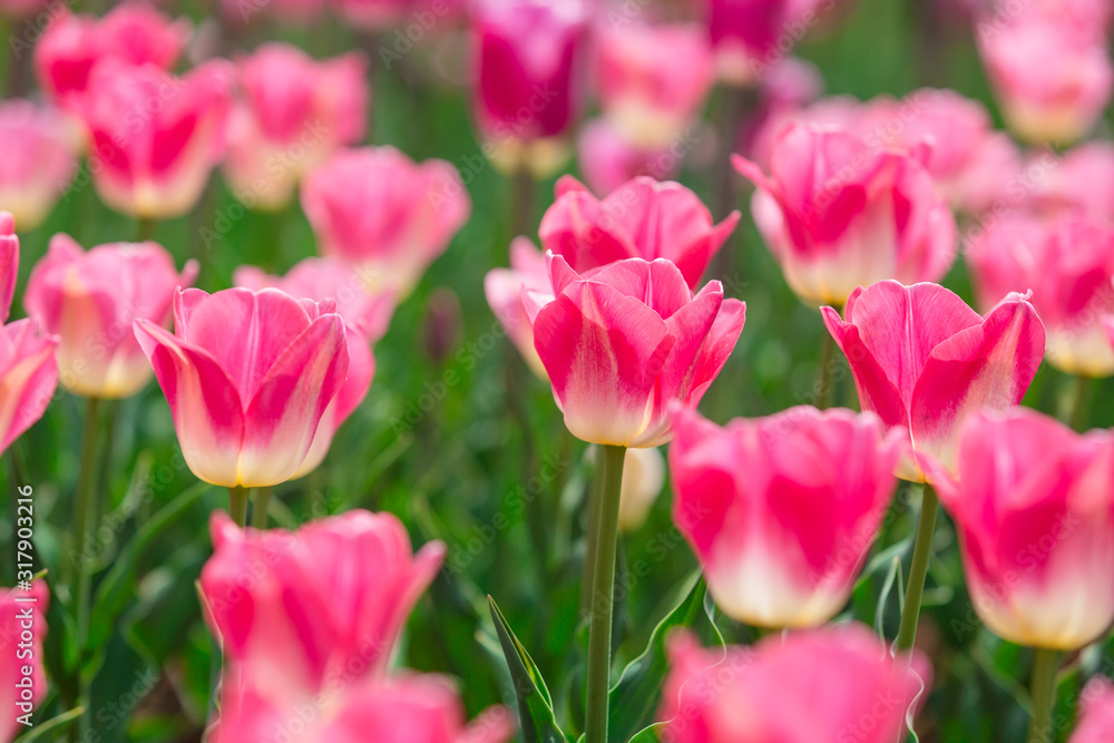 Beautiful Tulips Beautiful Tulips