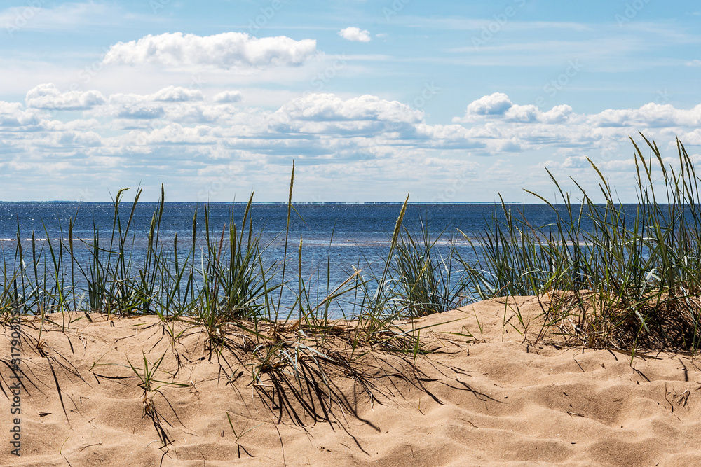natural summer landscape on the Baltic sea coast