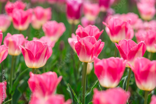 Beautiful Tulips