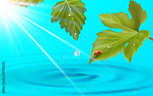 Ladybug on the leaves with water background	