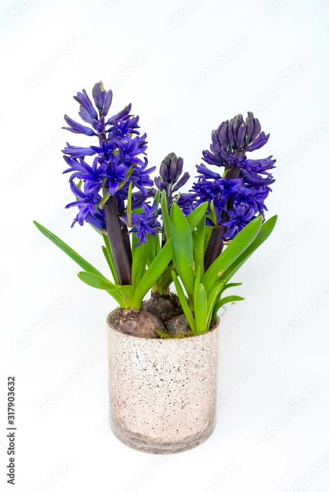 Blue purple Hyacinth flowers with white background